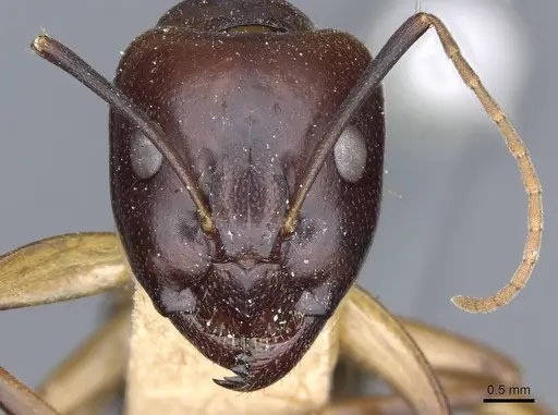 Camponotus baldaccii - CASENT0905304