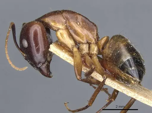 Camponotus baldaccii - CASENT0905304
