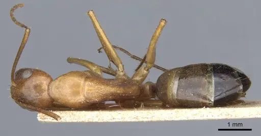 Camponotus baldaccii - CASENT0905305