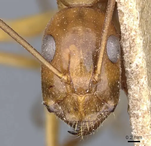 Camponotus baldaccii - CASENT0905305