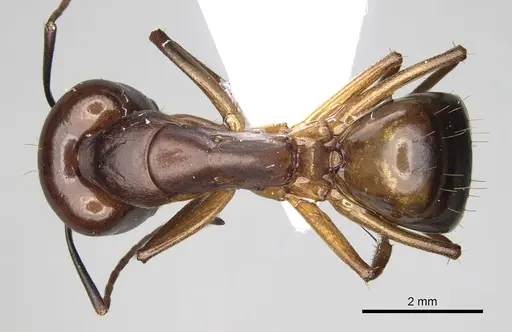 Camponotus baldaccii - CASENT0906058