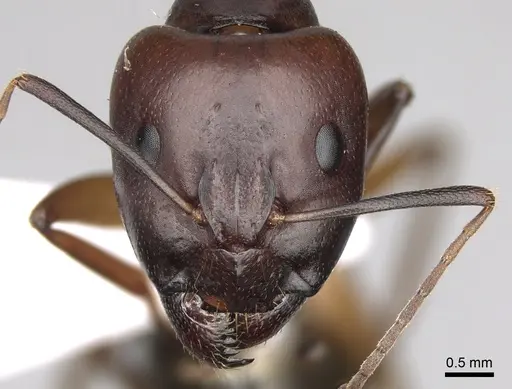 Camponotus baldaccii - CASENT0906058
