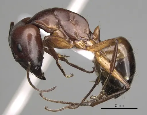 Camponotus baldaccii - CASENT0906058