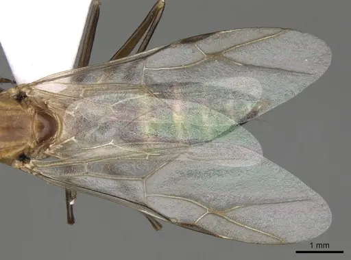 Camponotus baldaccii - CASENT0906059