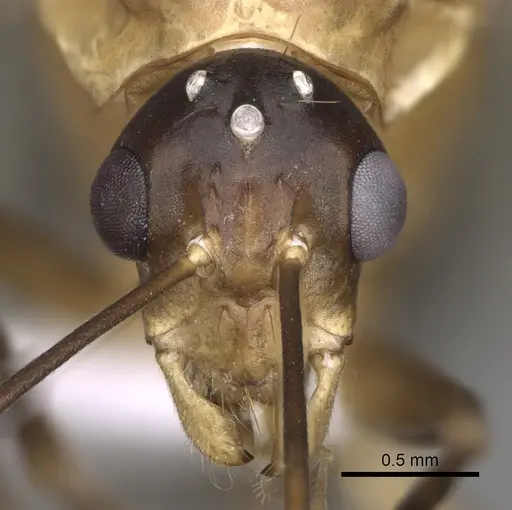 Camponotus baldaccii - CASENT0906059