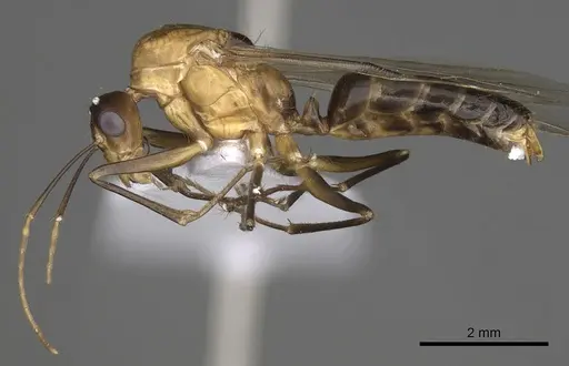 Camponotus baldaccii - CASENT0906059