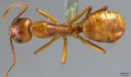 Camponotus balzani specimen