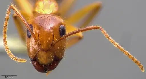 Camponotus balzani specimen