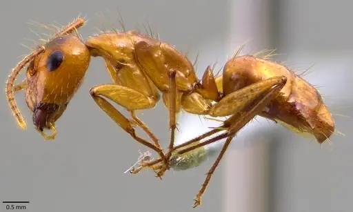 Camponotus balzani specimen