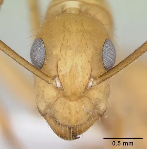 Camponotus balzani - CASENT0173394