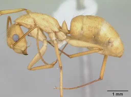 Camponotus balzani - CASENT0173394