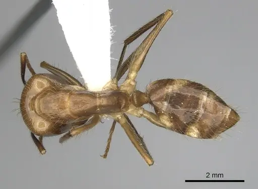 Camponotus balzani - CASENT0280055