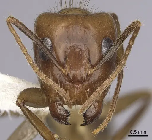 Camponotus balzani - CASENT0280055