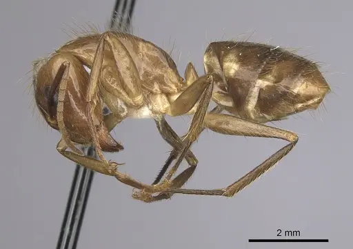Camponotus balzani - CASENT0280055