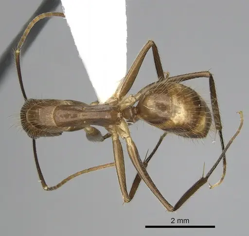 Camponotus balzani - CASENT0280056