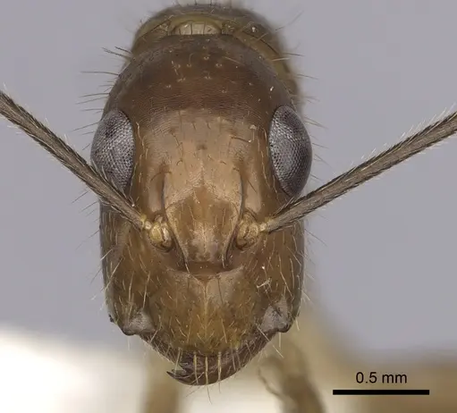 Camponotus balzani - CASENT0280056