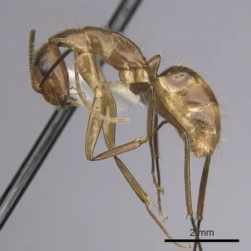 Camponotus balzani - CASENT0280056