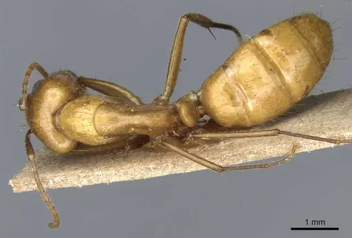 Camponotus balzani - CASENT0905198