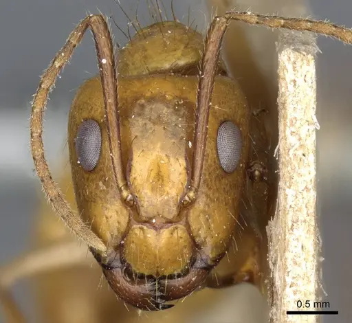 Camponotus balzani - CASENT0905198