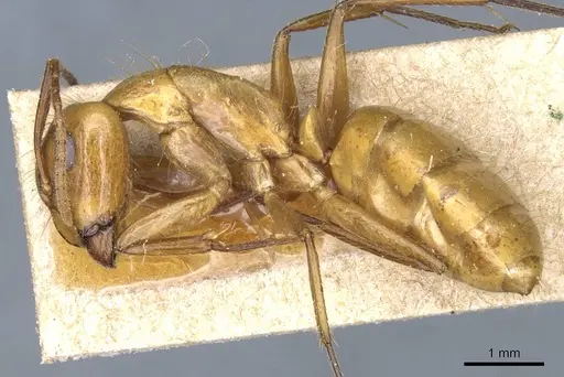 Camponotus balzani - CASENT0905198