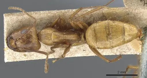 Camponotus balzani - CASENT0905811