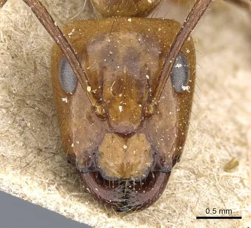 Camponotus balzani - CASENT0905811