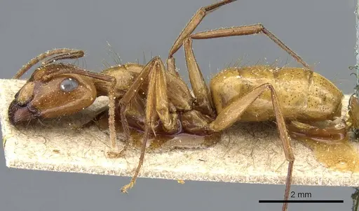 Camponotus balzani - CASENT0905811