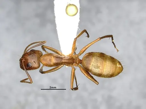 Camponotus balzani - CASENT4032222