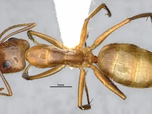 Camponotus balzani - CASENT4032222