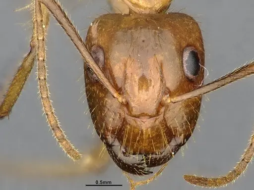Camponotus balzani - CASENT4032222