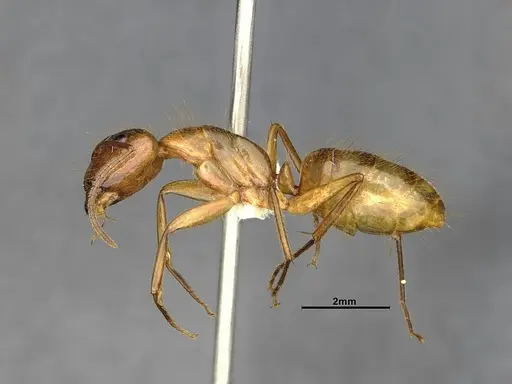 Camponotus balzani - CASENT4032222