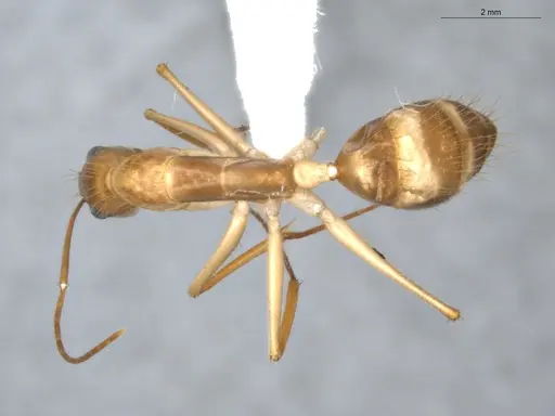 Camponotus balzani - ECOFOG-GAL18-0227-14