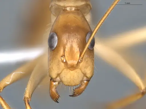 Camponotus balzani - ECOFOG-GAL18-0227-14