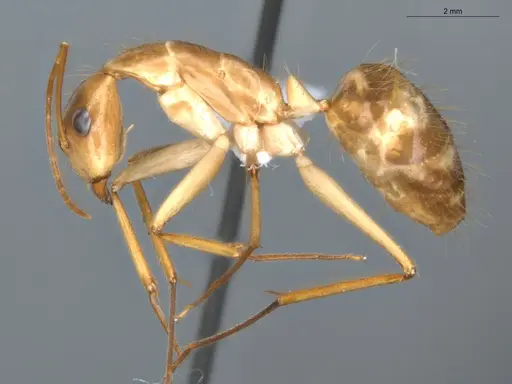 Camponotus balzani - ECOFOG-GAL18-0227-14