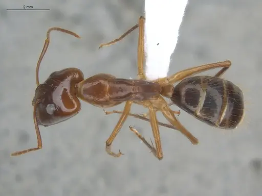 Camponotus balzani - ECOFOG-HC-0029-S