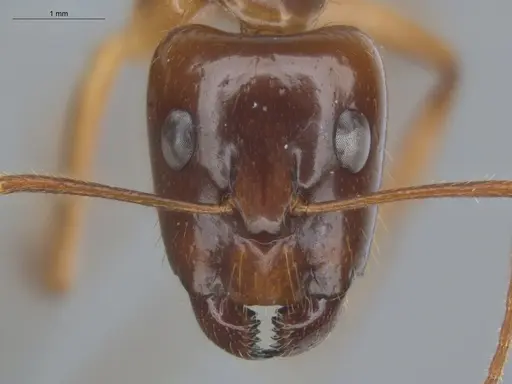 Camponotus balzani - ECOFOG-HC-0029-S