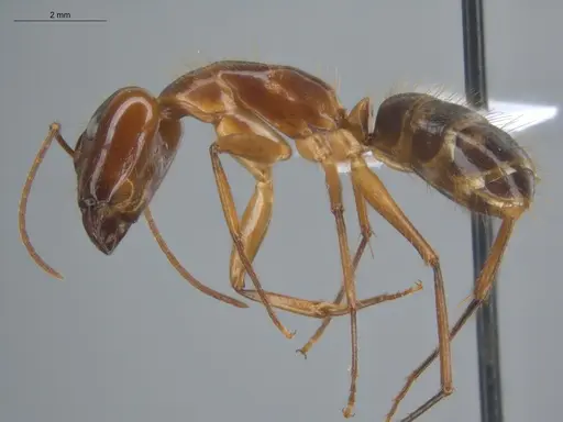 Camponotus balzani - ECOFOG-HC-0029-S