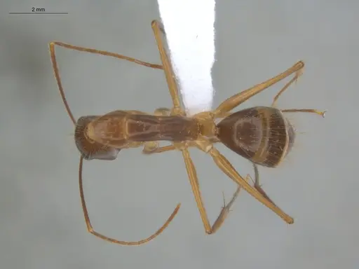 Camponotus balzani - ECOFOG-HC-0029