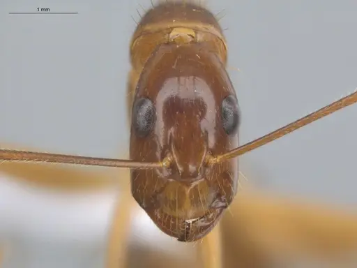 Camponotus balzani - ECOFOG-HC-0029