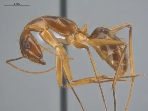 Camponotus balzani - ECOFOG-HC-0029