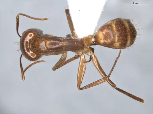 Camponotus balzani - ECOFOG-SGR-FL2W28-06-S