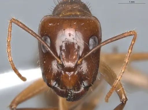 Camponotus balzani - ECOFOG-SGR-FL2W28-06-S