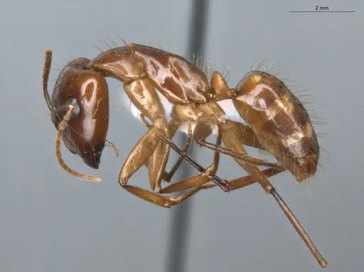 Camponotus balzani - ECOFOG-SGR-FL2W28-06-S