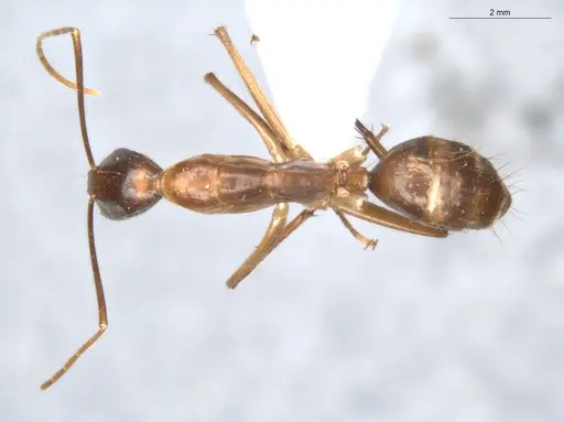 Camponotus balzani - ECOFOG-SGR-FL2W28-06