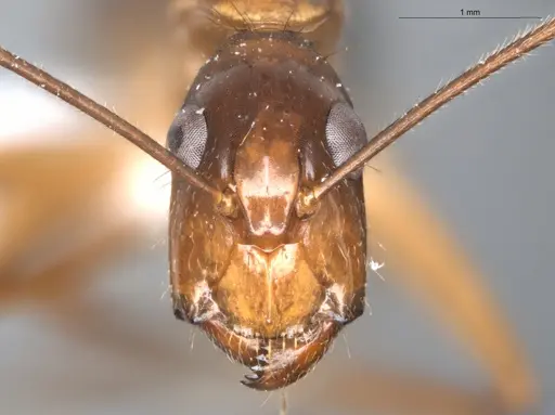 Camponotus balzani - ECOFOG-SGR-FL2W28-06