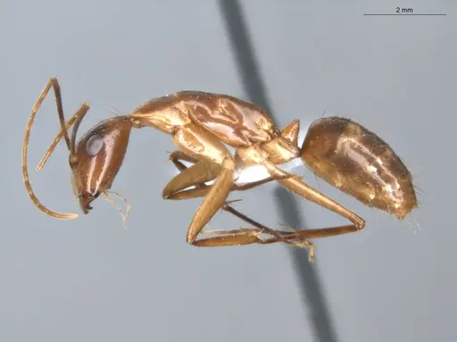Camponotus balzani - ECOFOG-SGR-FL2W28-06