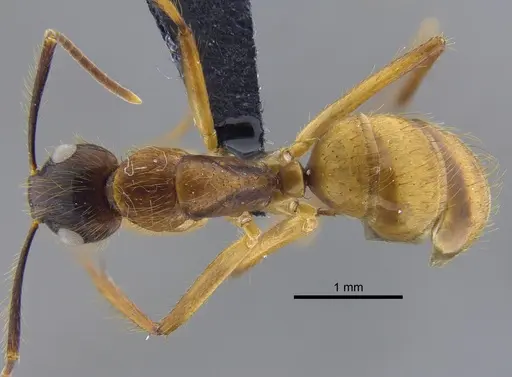 Camponotus balzani - IAVH-E-263438