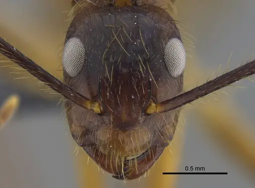 Camponotus balzani - IAVH-E-263438