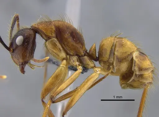 Camponotus balzani - IAVH-E-263438