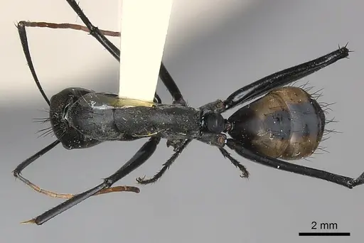 Camponotus banghaasi specimen